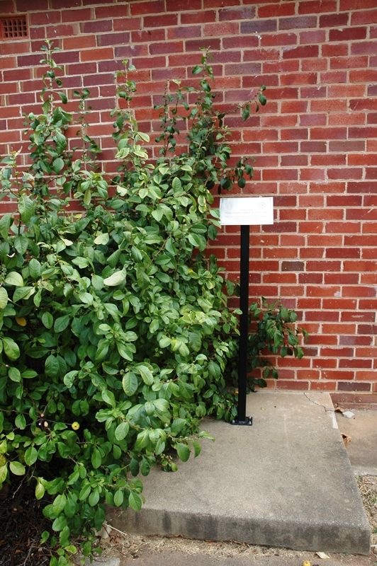 Outside Cowra Police Station