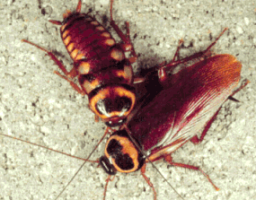 roach2