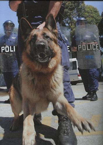 Police Dog TITAN - stabbed to death during a siege at Seven Hills, NSW.