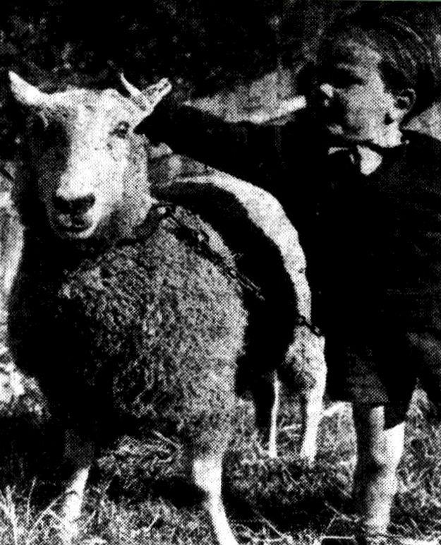 https://trove.nla.gov.au/newspaper/article/230220815 MARK JENKINGS, 3, son of Vaucluse constable, Harry Jenkings, pats his new pal, Samson, the wandering sheep.