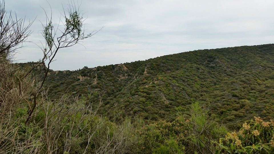 S S COOKE 5 - NSWP - KIA