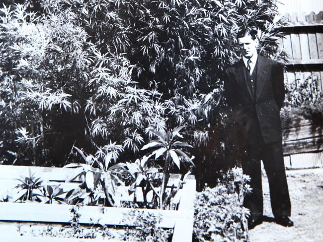 http://www.dailytelegraph.com.au/news/bill-harris-former-detective-acrobat-and-rugby-representative-shares-stories-of-his-luminary-past/story-fni0cx4q-1227364150926 Harris stands next to a marijuana plant grown by the drug squad in an effort to better prosecute against its use.