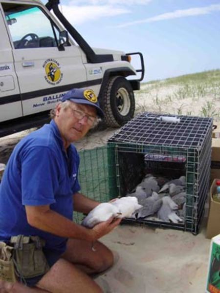 Lance Ferris from Australian Seabird Rescue collects dead birds from the beach areas of Evans Head. It is thought the birds died from botulism after eating dead fish.
