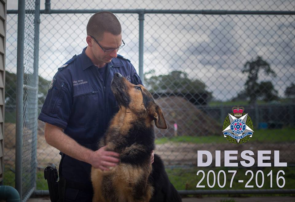 Police Dog DIESEL - VICPOL - Died January 2016
