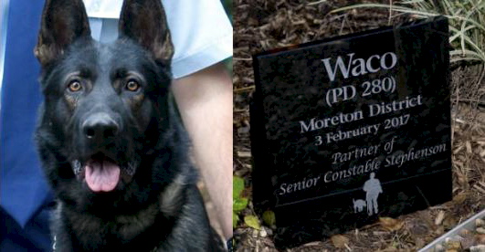 http://www.mygc.com.au/memorial-held-today-beloved-police-dog-waco/ WACO PD 280 Moreton District 3 February 2017 Partner of Senior Constable Stephenson