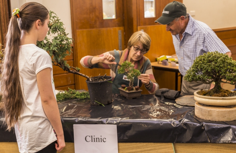 http://bonsai.asn.au/category/exhibitions-shows/ Sue - demonstrating one of her skills with the bonsai